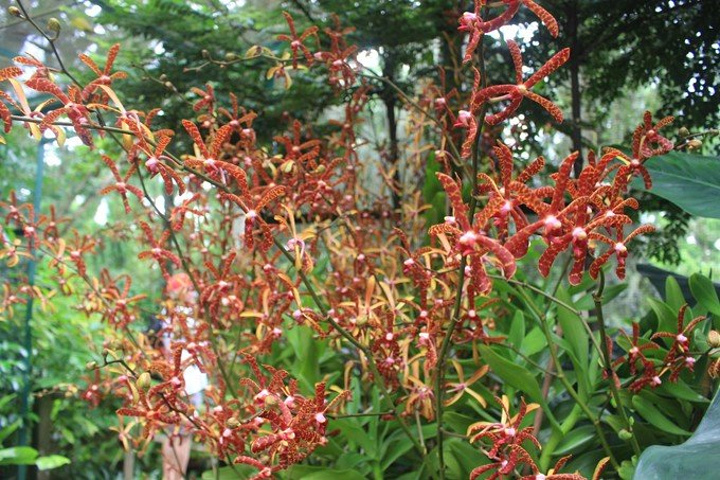 这些外来人在新加坡总人口中占多数_新加坡植