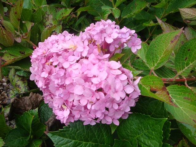 国家植物园南园