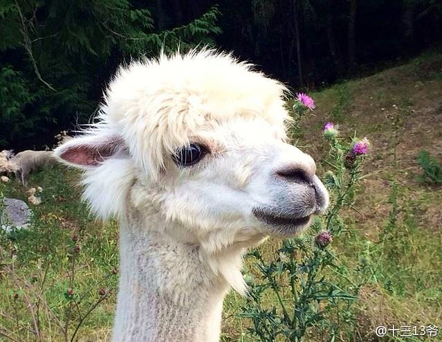 江苏淹城野生动物世界