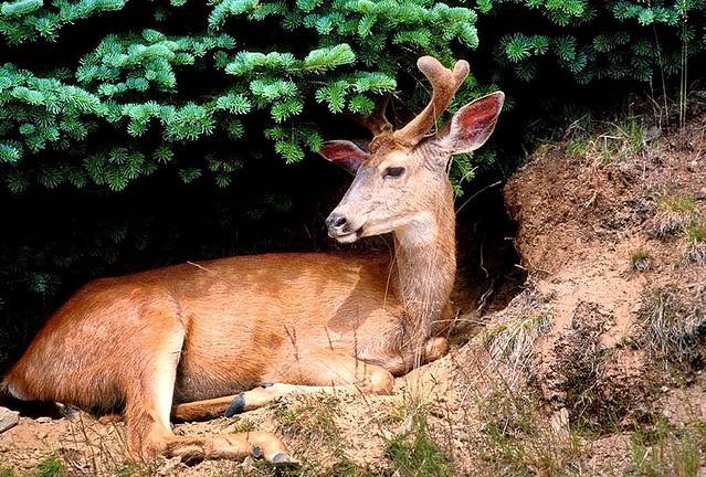 奥林匹克国家公园