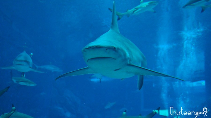 海洋馆门票30多新币 狮城全景通卡在海洋馆用