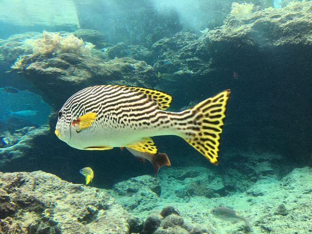 "冲绳美丽海水族馆【简介】冲绳美丽海水族馆是海洋博公园内设立的一座以“生动展现冲绳的神秘”为..._冲绳美丽海水族馆"的评论图片