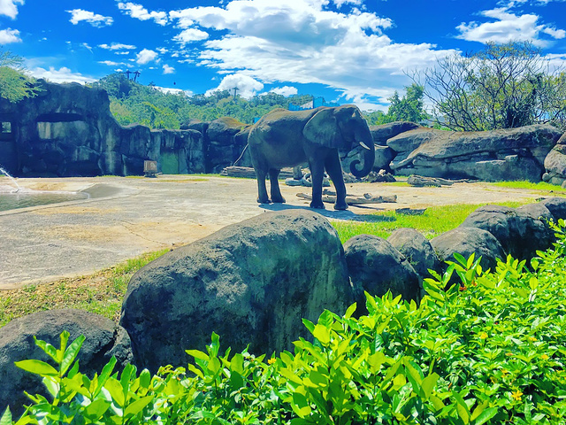 zoo)又名木栅动物园,台北市立动物园)设立于1915年 园区室外有台湾