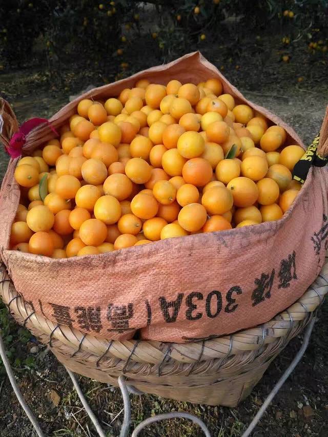 阳朔茶观园景区