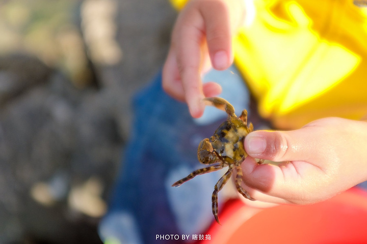 不过好的是,这有大石头,小石头,石头缝里满是小爬爬.