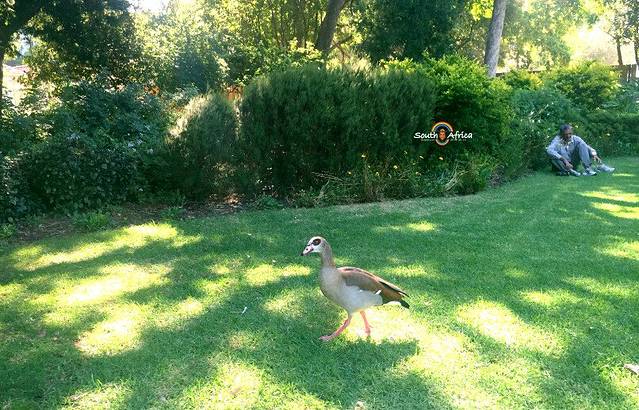 开普敦街心花园