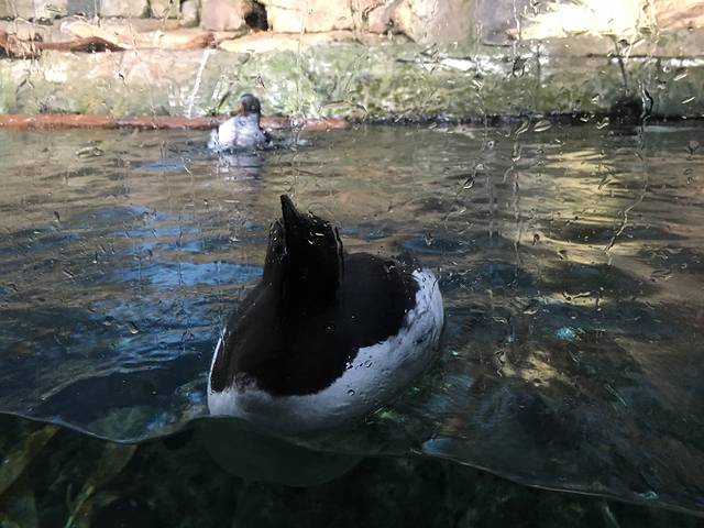 蒙特雷湾水族馆