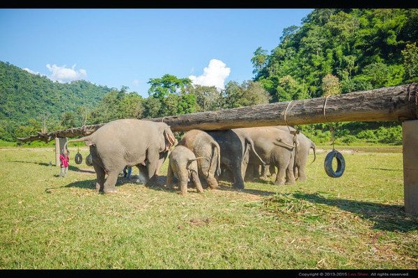 大象自然保护公园