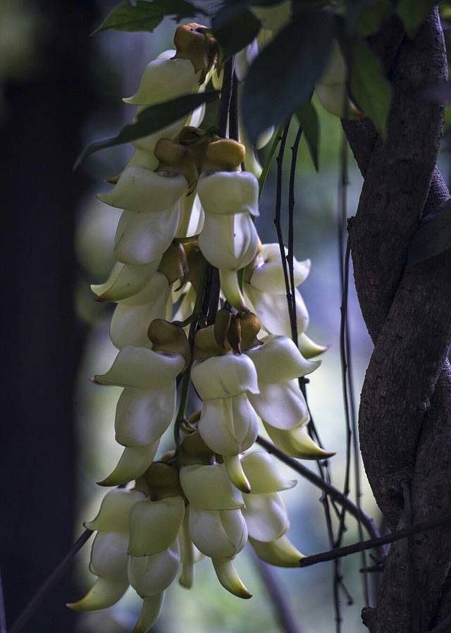 天鹿湖森林公园