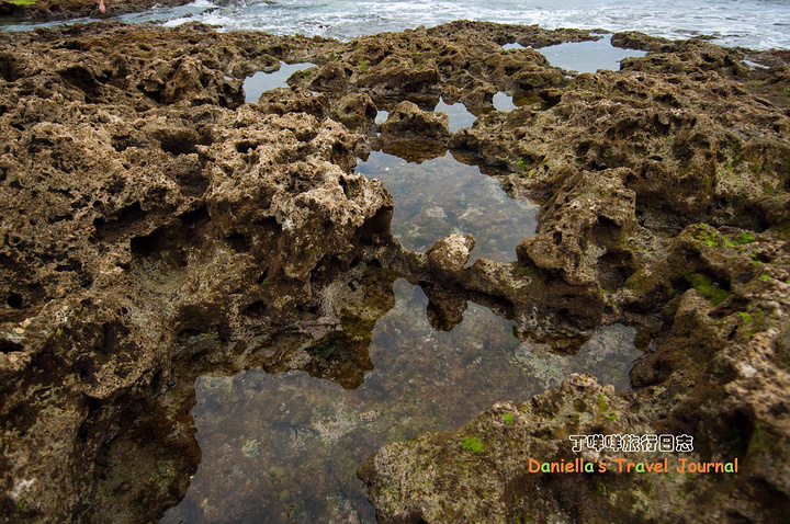顽强的生长扎根在海边珊瑚岩上的小灌木根部和枝叶延伸开来很美丽赞