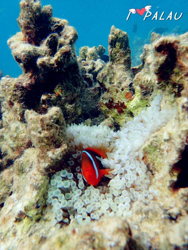 小驴看天下之帕劳