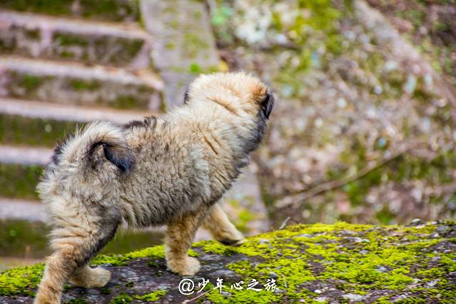 步步回头,皆是风景--福建武夷山4日深度游