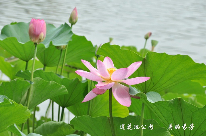 美丽的夏天一到成千上万的荷叶中无数朵漂亮的荷花缓缓盛开就像一幅画