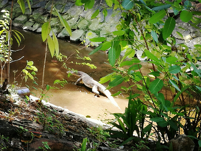 公园里看了好多这样的水巨蜥，一点都不怕人。传奇公园真的很美，就在海边~人都没有，走在里面很是幽静~