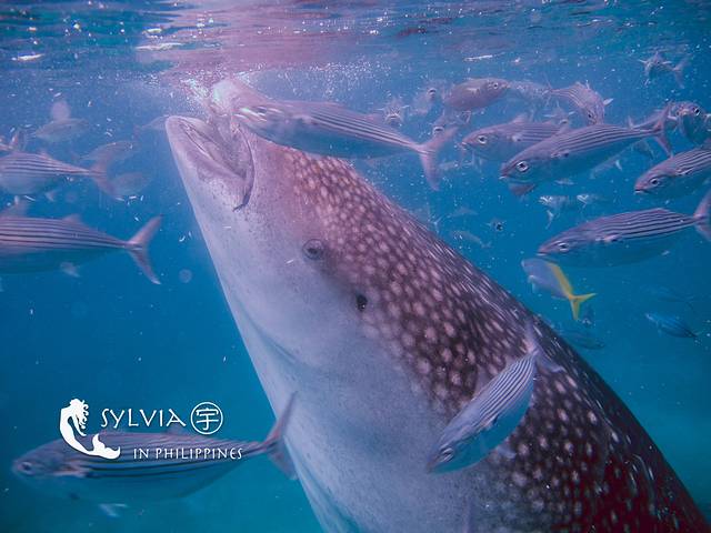 奥斯洛布鲸鲨观赏