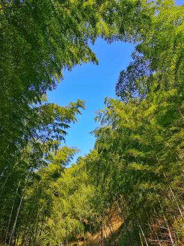 "穿过一条隧道就真的到了木坑竹海大门。然而下山的路更加曲折，更加漫长了。走过堆青停才算是正在到了顶点_木坑竹海"的评论图片