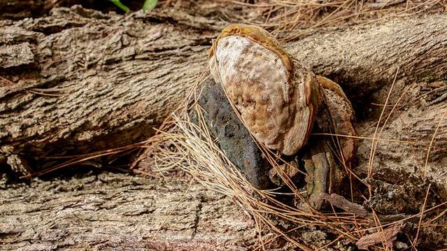 东姑阿都拉曼海洋公园
