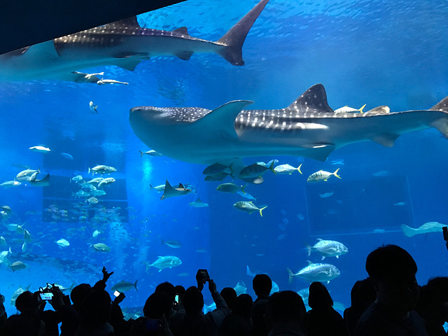 世界第三的海洋馆,各种浅海和深海动物一览无遗,值得一去的地方.