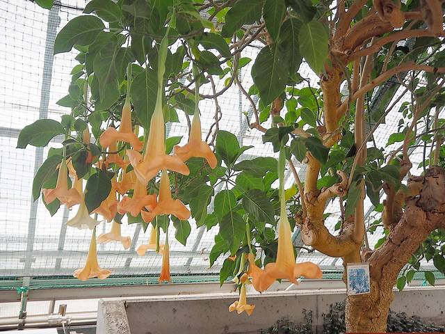 函馆市热带植物园