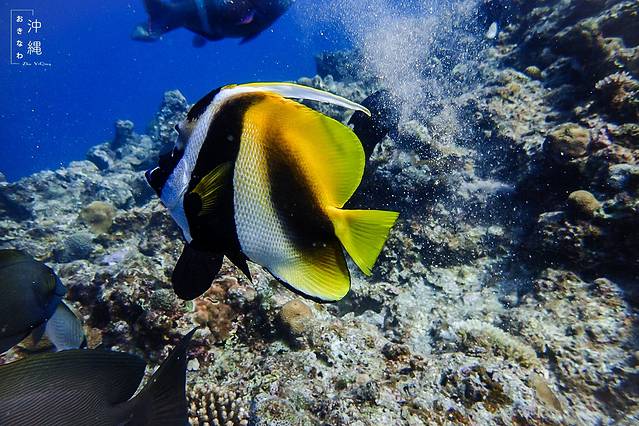 Blue Holic青之洞窟