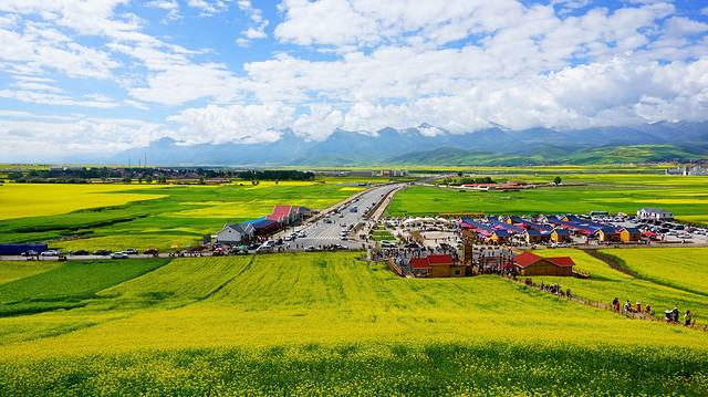 门源百里油菜花海