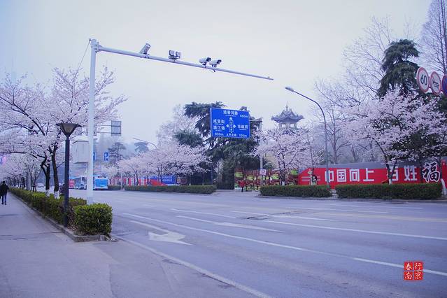 鸡鸣寺樱花大道