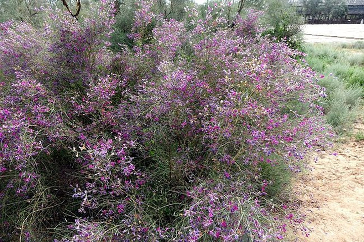 景区里的游人很少据说是康熙渡黄河的地方正好年票能