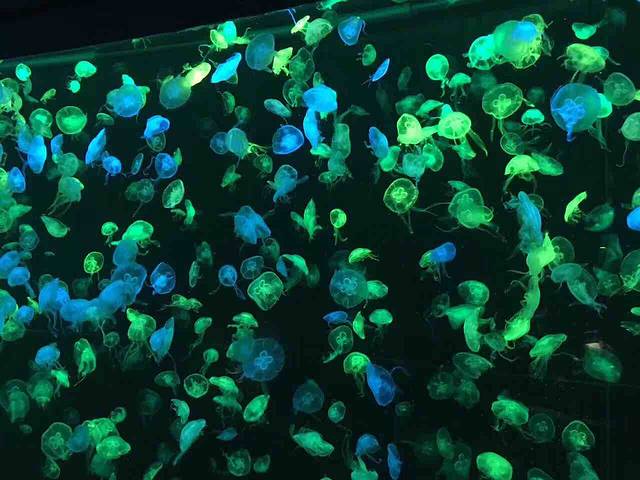 海合安天津极地海洋公园