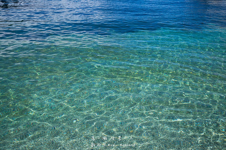 湖边的水特别清,鸭子们游来游去.海鸥也很多