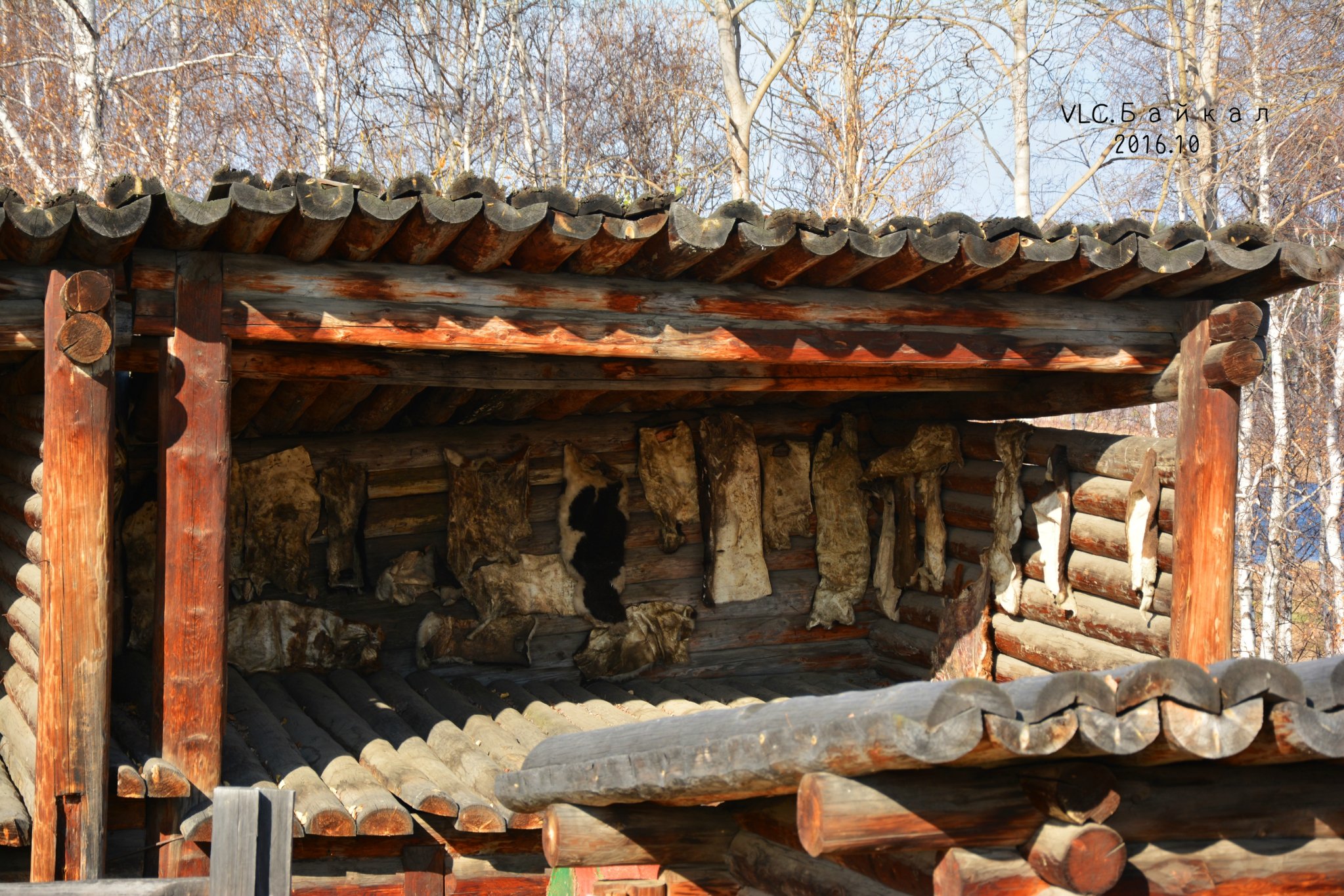 这座"博物馆"是露天式的,建造在安加拉河的岸边,成片的白桦林中有着