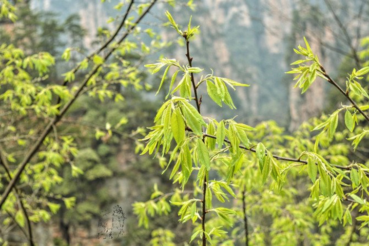 "天子山景区天子山是张家界最早开发出来的景点之一，天子山有着天下峰林“扩大的盆景，缩小的仙境”之称_张家界国家森林公园"的评论图片