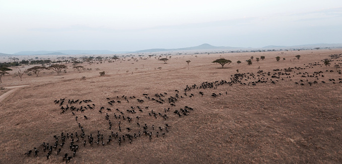 天上的赛伦盖蒂图片