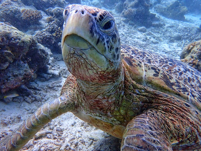 就好多海龟,兴奋最多一次看见五只,兴奋得呼吸管差点掉了雨过天晴renee