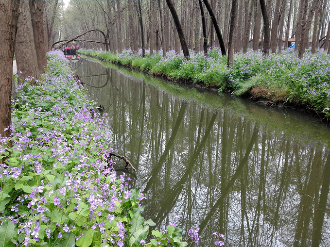 惊喜的兴化之旅-泰州旅游攻略-游记-去哪儿攻略