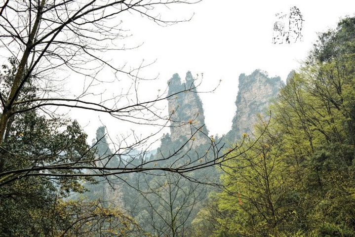 "天子山景区天子山是张家界最早开发出来的景点之一，天子山有着天下峰林“扩大的盆景，缩小的仙境”之称_张家界国家森林公园"的评论图片