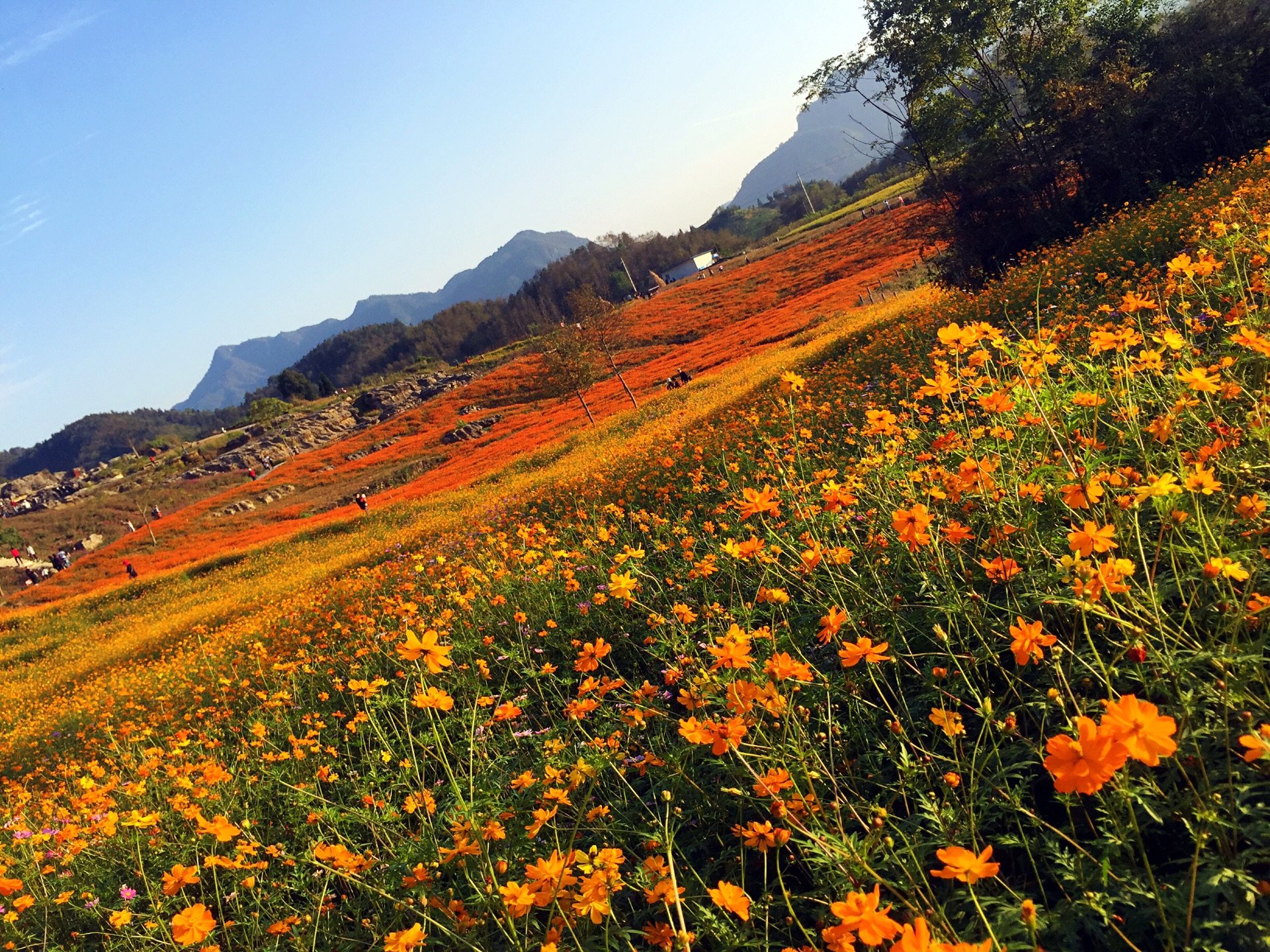 2022丫山花海石林游玩攻略,花海就给我的印象比较深刻,.
