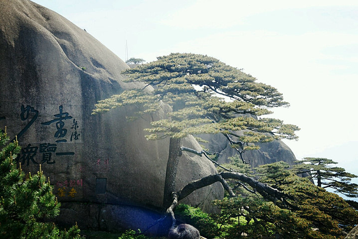 十二峰处处有青松点染,犹如一支神奇的画笔把