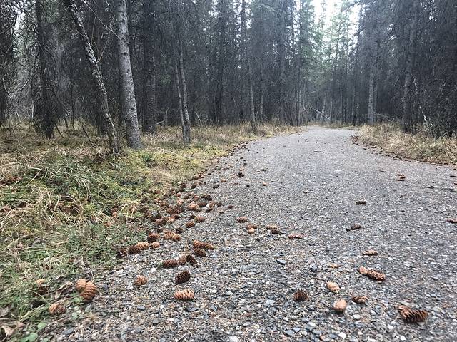 丹奈利国家公园