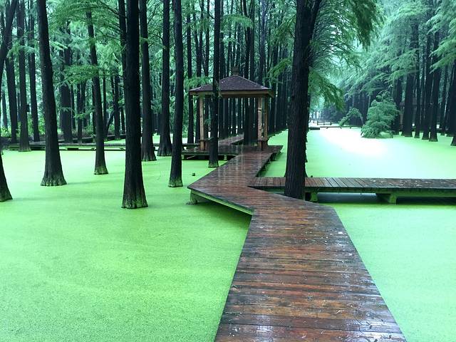 李中水上森林公园