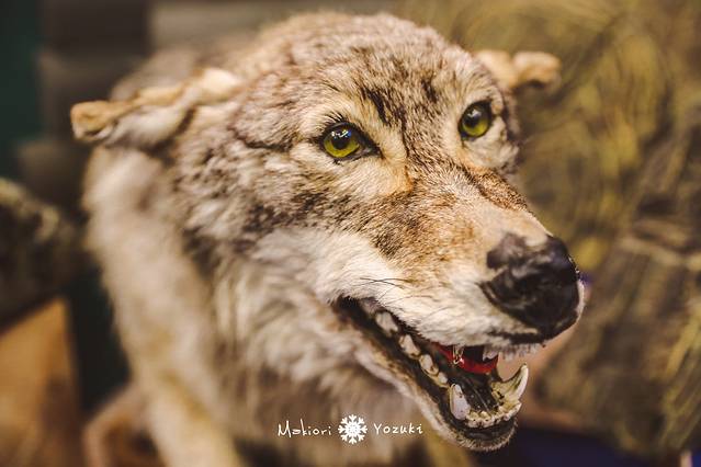 贝加尔湖博物馆