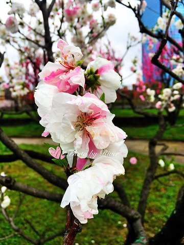 【大阪城公园】 地址:大阪市中央区大阪城1-1 