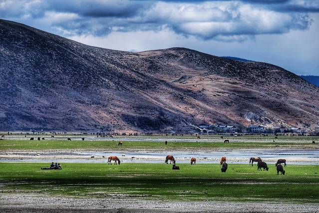 纳帕海(依拉草原)