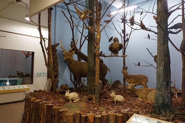 洞爷湖森林公园