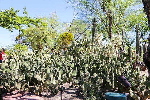 仙人掌植物园