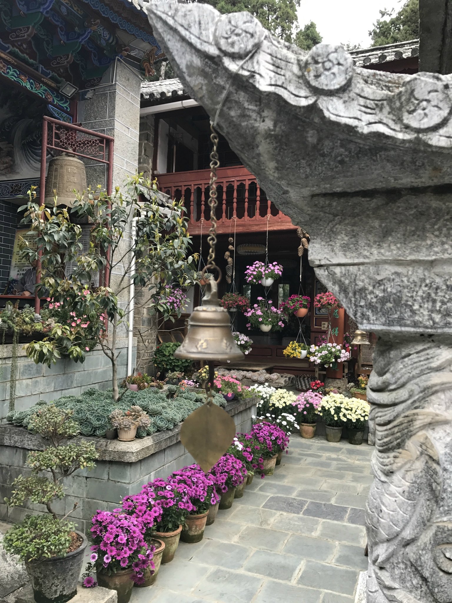 寂照庵给我印象最深的是它里面种了好多的多肉啊,种的又那么好,就像进