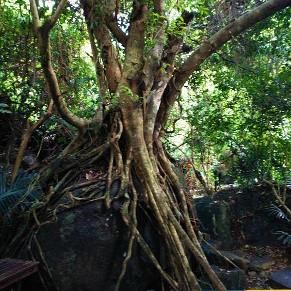 2018呀诺达雨林文化旅游区门票,保亭呀诺达雨