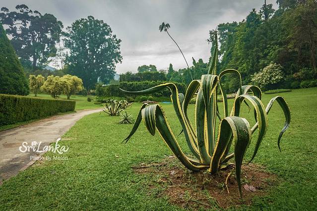 康提皇家植物园