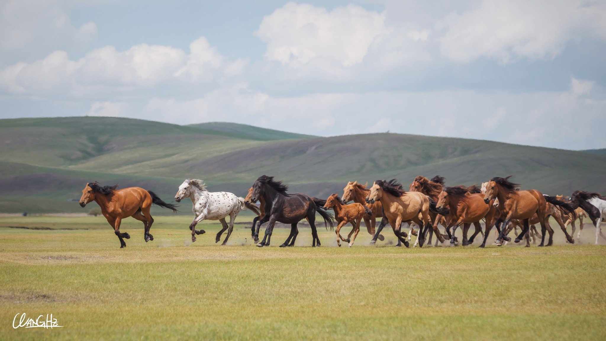 内蒙草原的马异常高大,与川藏高原的相比区别很大,更加拥有爆发力,这
