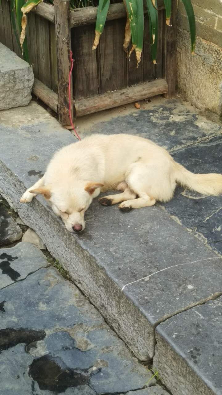 龙爪榕喝饮料的茶室三月歌节九月"柚子灯节"始终没能看的"临贺长歌"