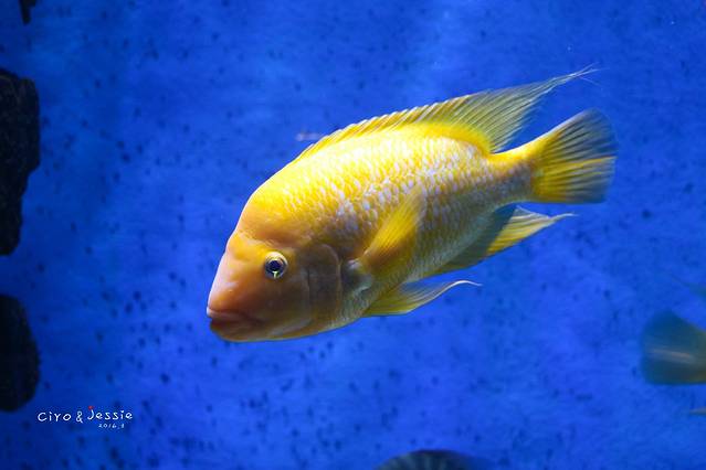 兰卡威海底世界